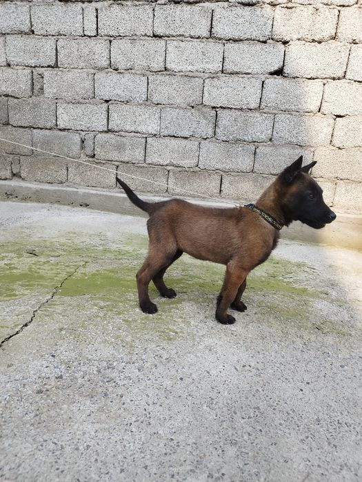 Бельгийский овчарка малинуа