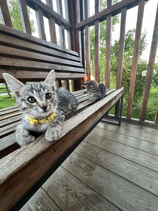 Котята подростки