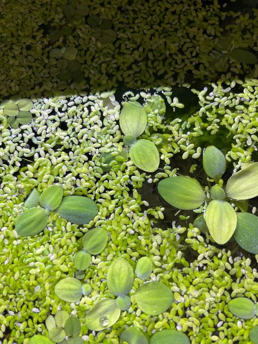 Pistia-plante de suprafața acvariu