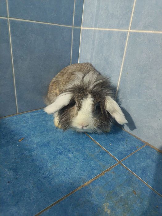 Karlik quyon sotiladi