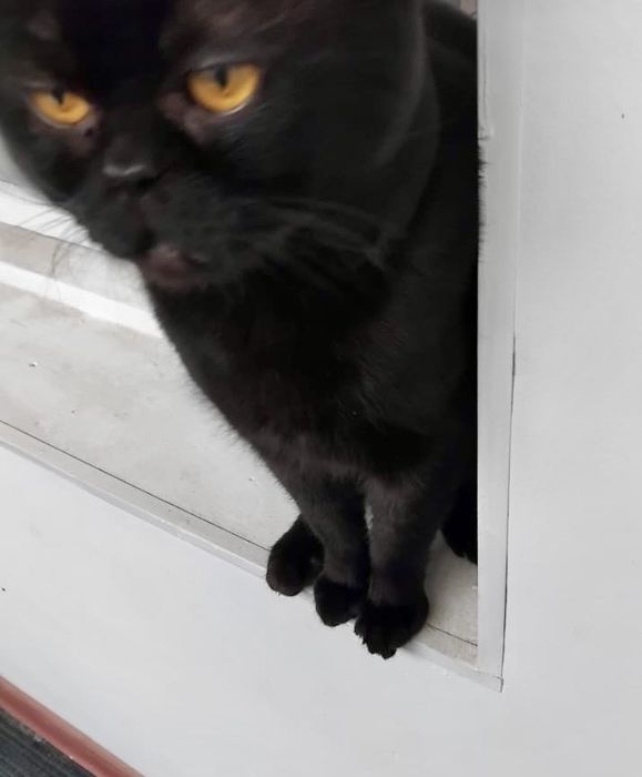 Отдам котика в хорошие руки!