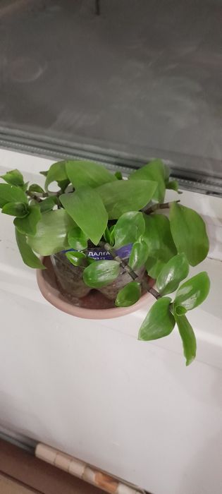 Комнатные цветочки