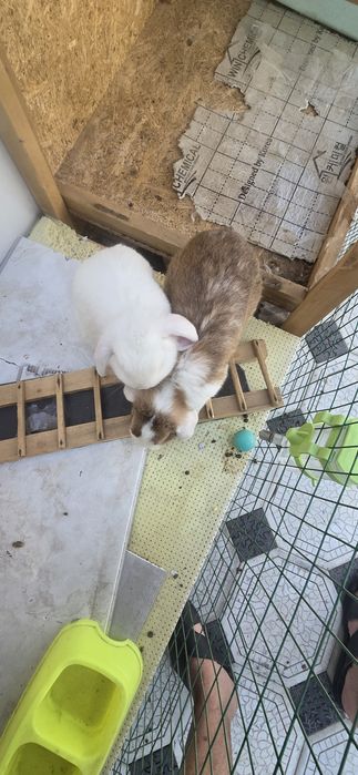 Assalomu aleykum. Quyon karlik sotiladi. 250000 dan