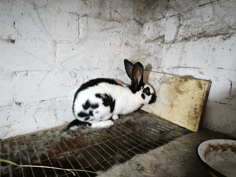 Продам кроликов.