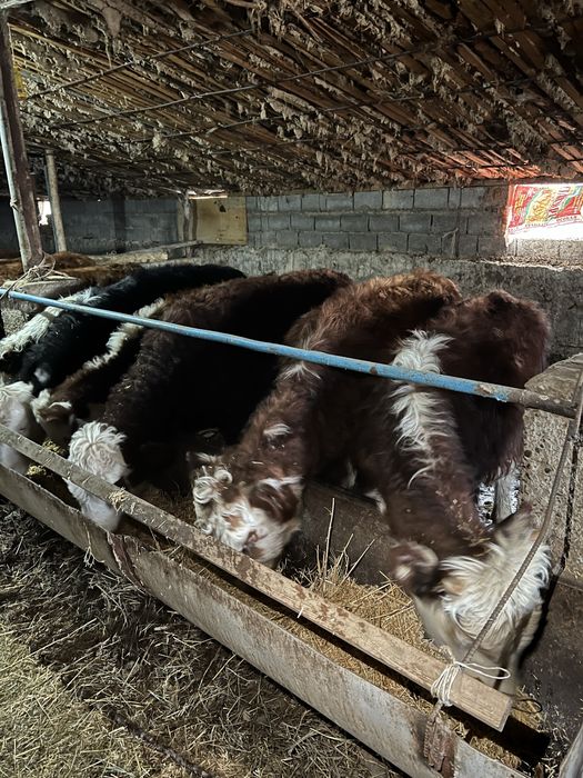 падсос быр жастан аскан