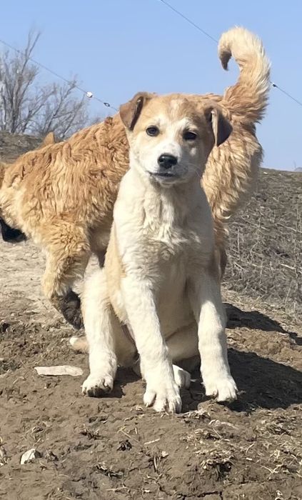 Отдам в добрые руки подросших щенков