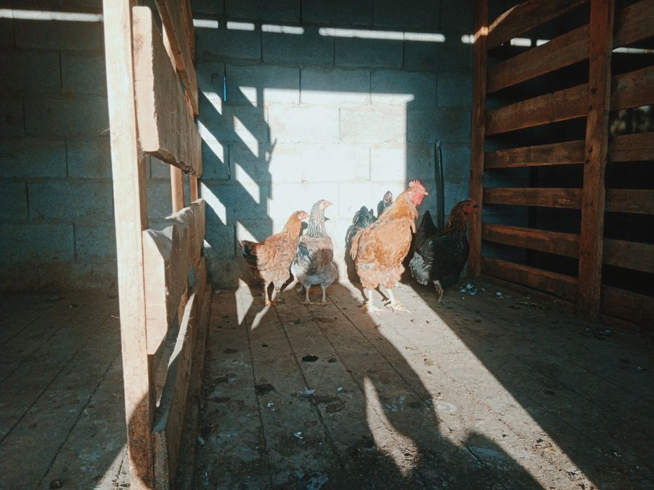 тауық сатылады.                      .