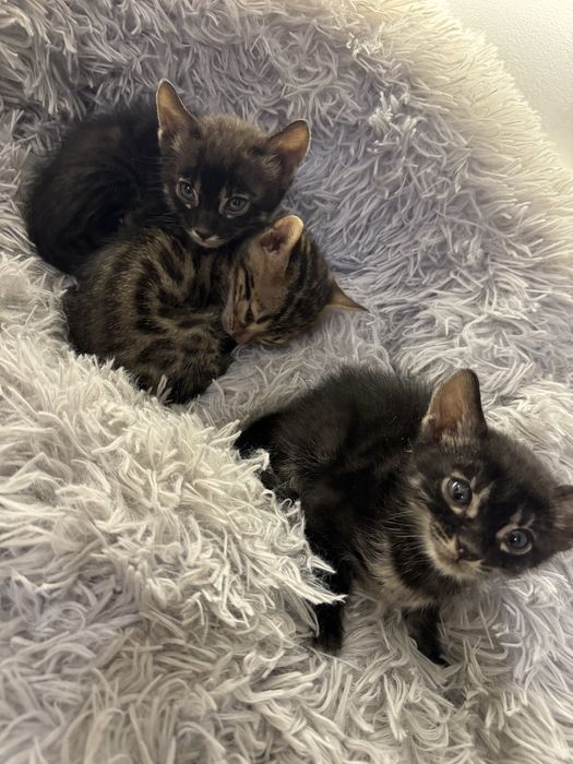 Бенгальские котята