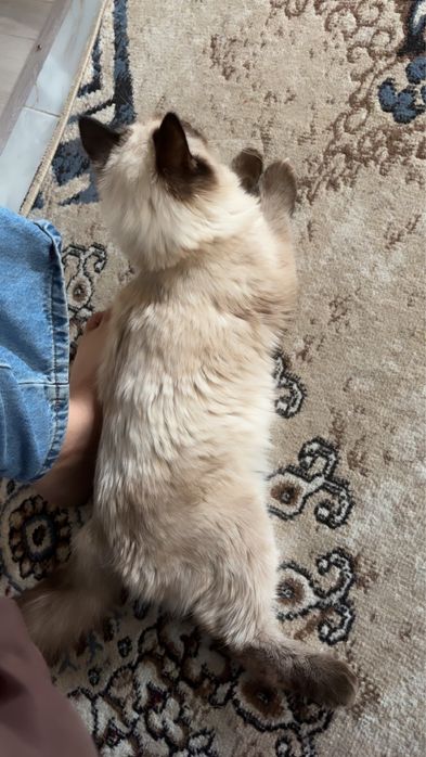 Сиамская кошка сатылады