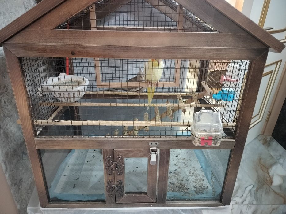 Продам двух корелл с клеткой