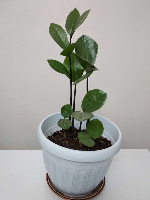 Комнатные растения. Цветы