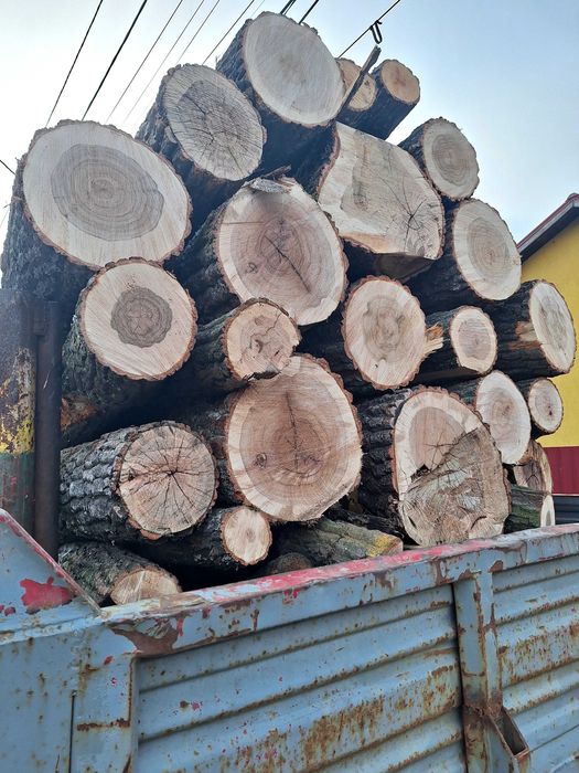 Vând lemne foc buștean CER, FAG, esență tare jud.TIMIS.