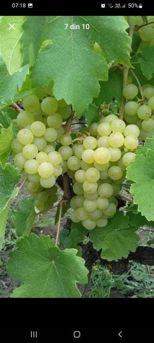 Producătoare de vânzare butasi