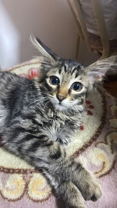 Продам длинношерстного котенка