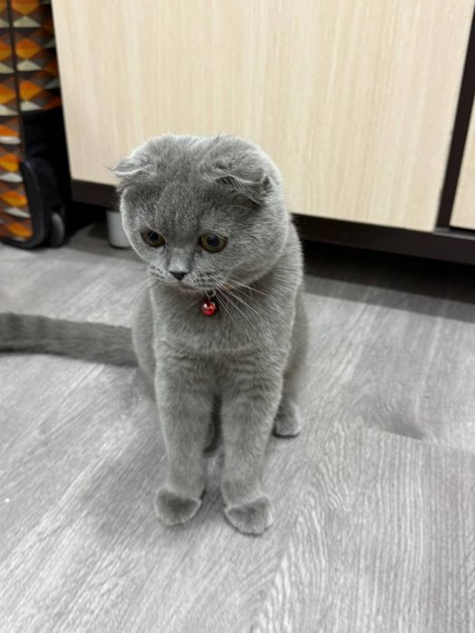 Scottish Fold mushugi sotiladi