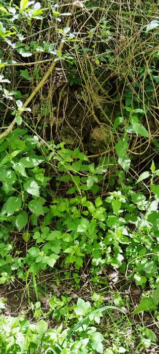 Парцел  в с Банкя Община Трън