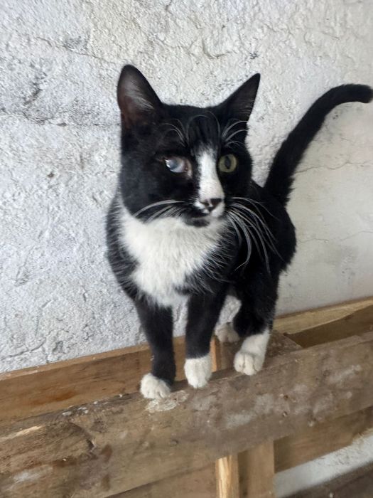 Даром котик в добрые руки