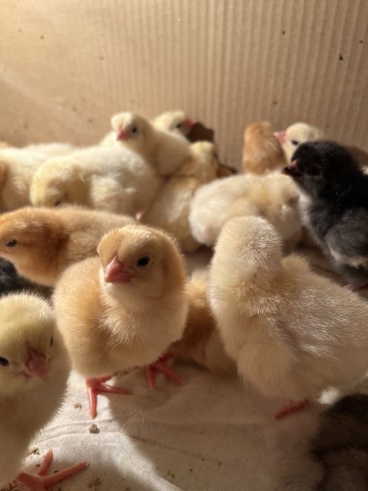 Продаются цыплята смешанные (алдер+джерси)