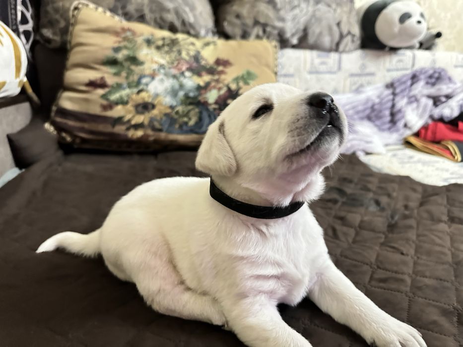 Верный друг лабрадор щенки