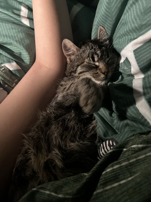 Donez pisica iubitoare