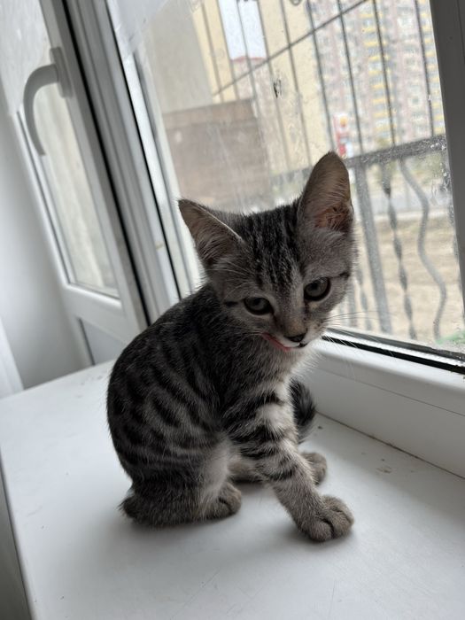 Котик в добрые руки