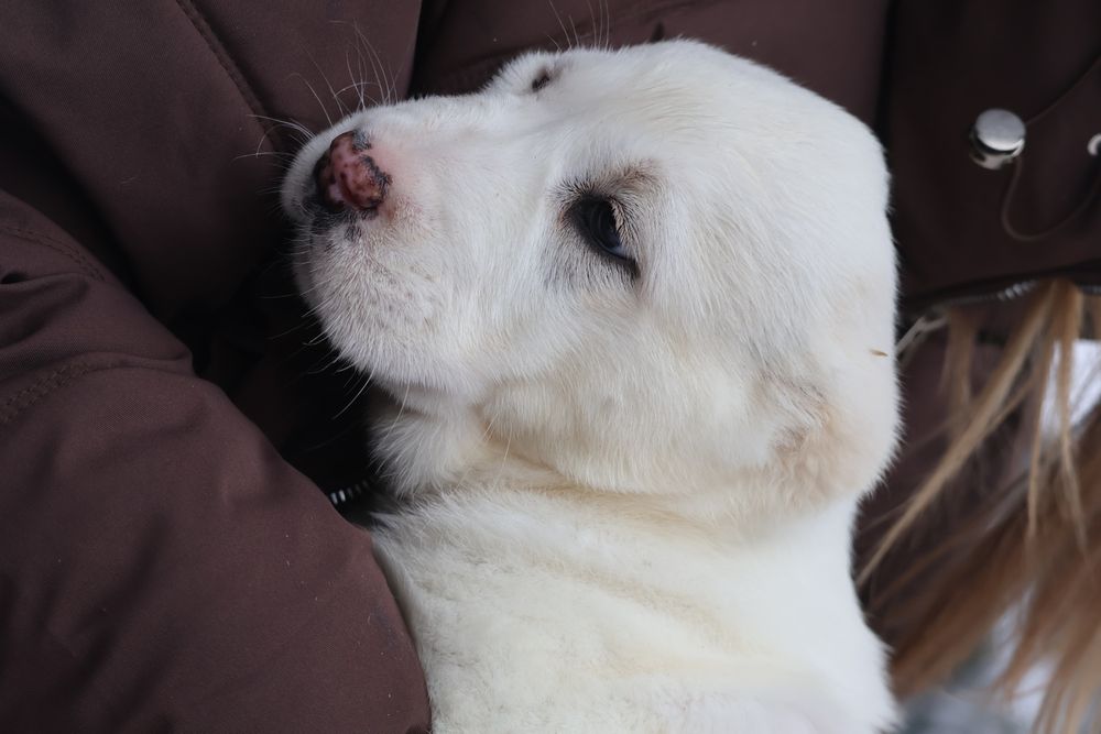 Белоснежные щенки САО Алабая