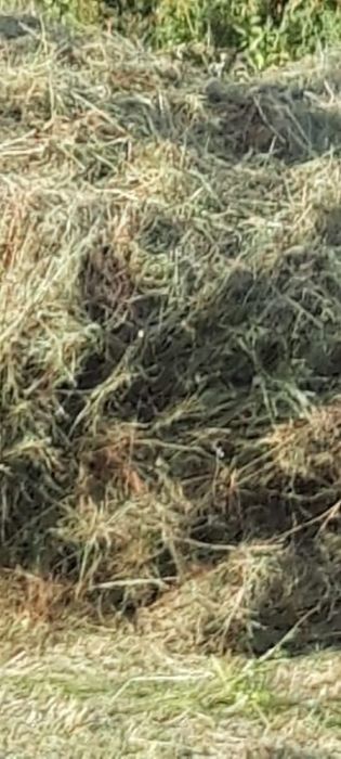 Сено разнотравие