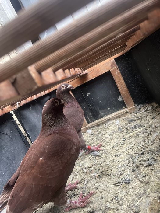 Porumbei voiajori colorati