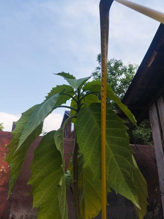 Бругмансия жёлтая