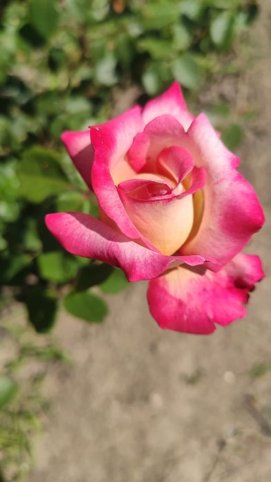 Саженцы атырау .