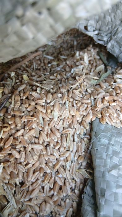 Продам пшеницу не кл