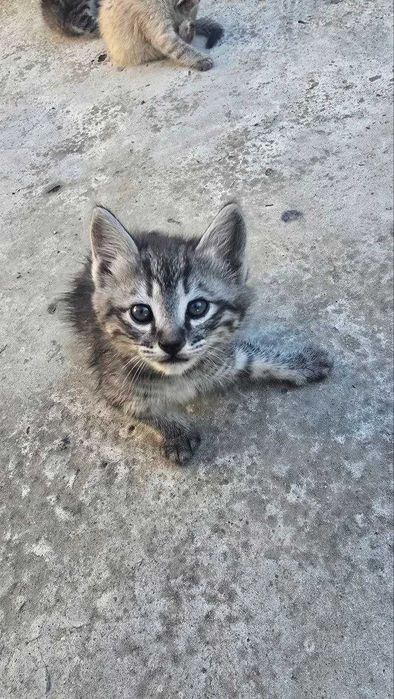 Отдам котят в хорошие руки