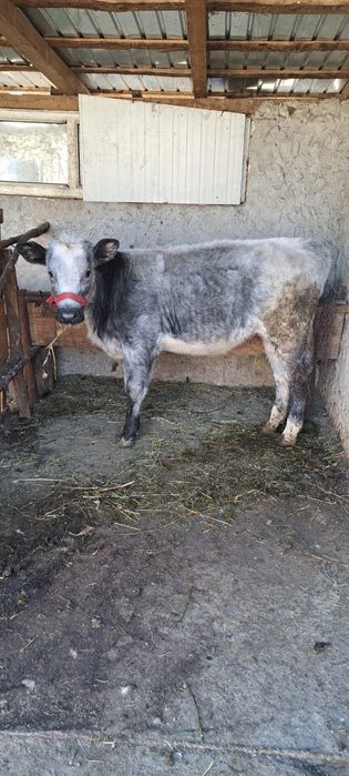 Vand vitel rasa Baltat