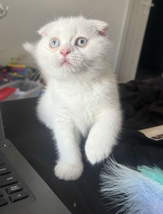 Scottish fold alb pedigree