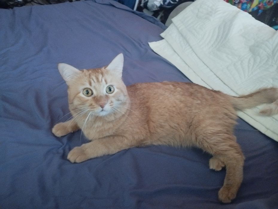 Подарю котенка MR GRI