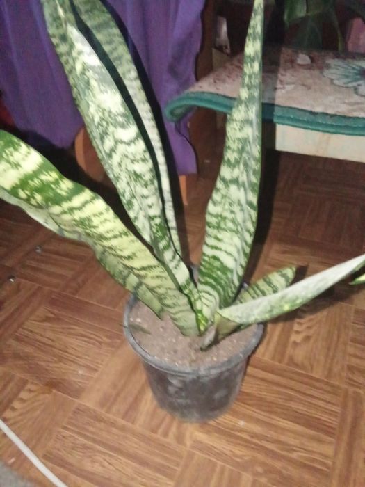 Продается Сансеверия