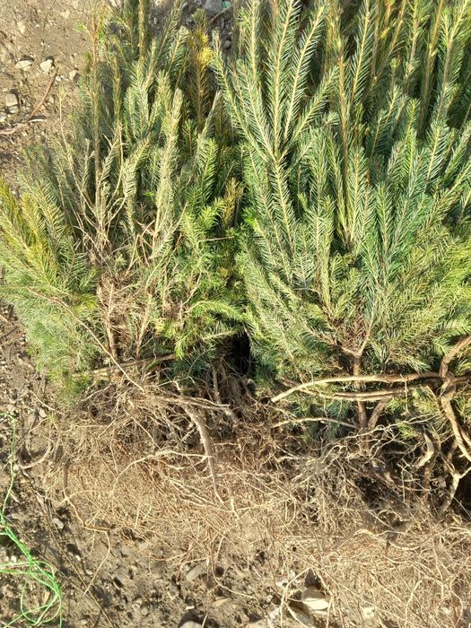 Puieți de molid și brad oferim transport gratuit