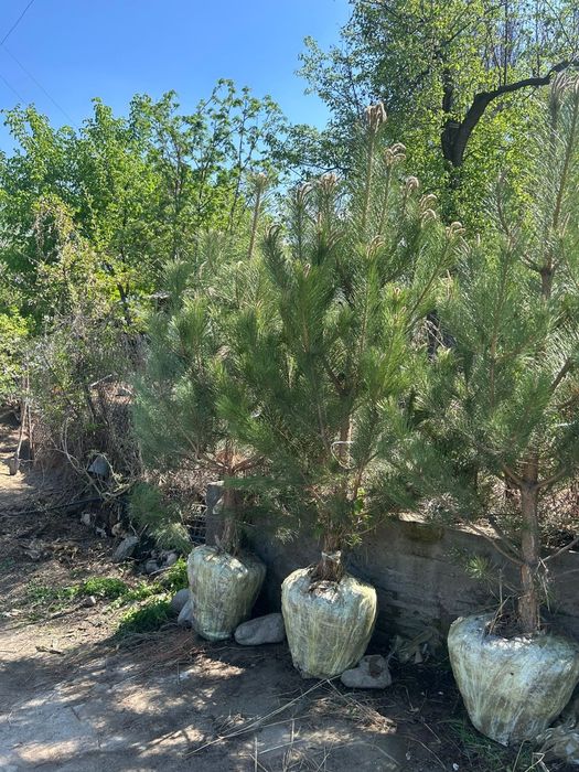 Сосна крымская 2,7-3метр