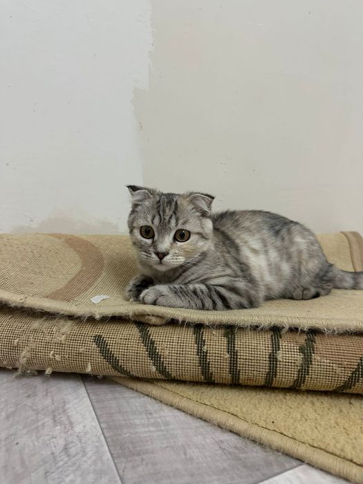 Кошка парода шатлански вислоухи