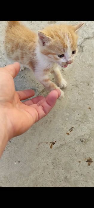 Mushuklar bepul beriladi