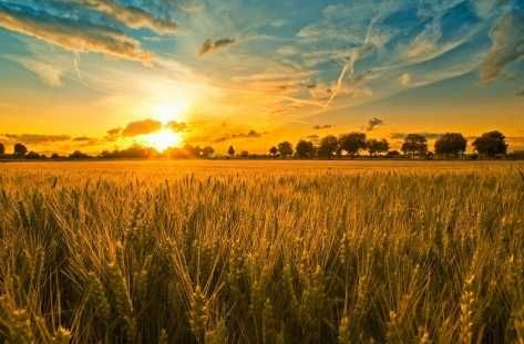 УПИ 10 декара в с. Гурмазово , общ. Божурище