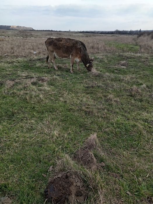 De vanzare vaci gestante