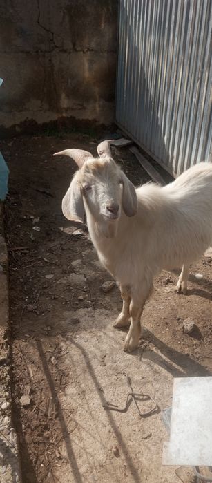 Козел годовалый смешанный