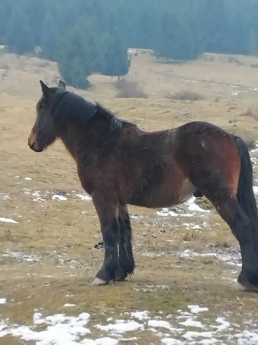 Mânz murg 1 an jumate ușor negociabil