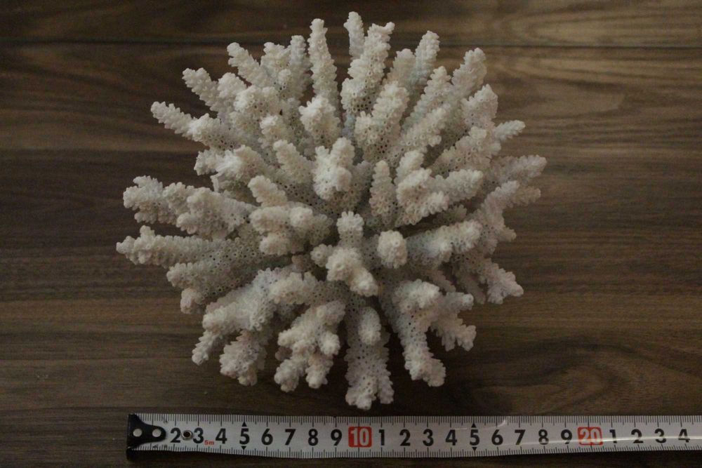 Коралл морской натуральный, форма аккуратная