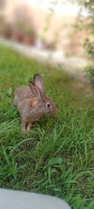Quyonlar sotilad Прадаютса кролики