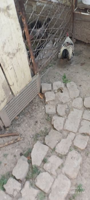 Хонаки хуроз сотилади.
