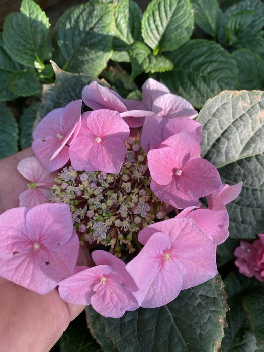 Гортензия 60,100,120 минг сум