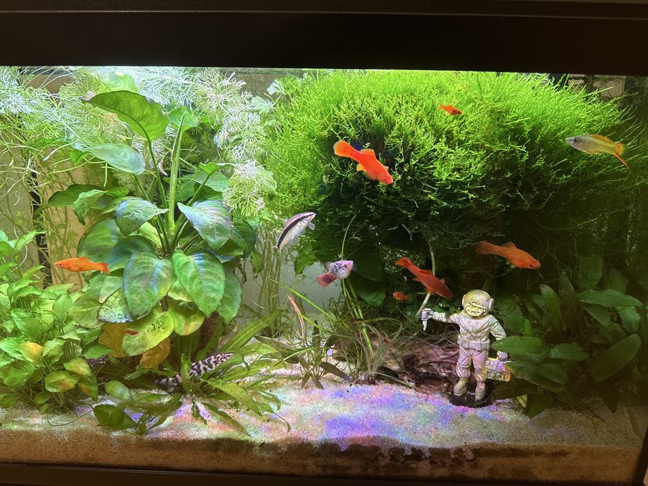 Acvariu 63 l complet