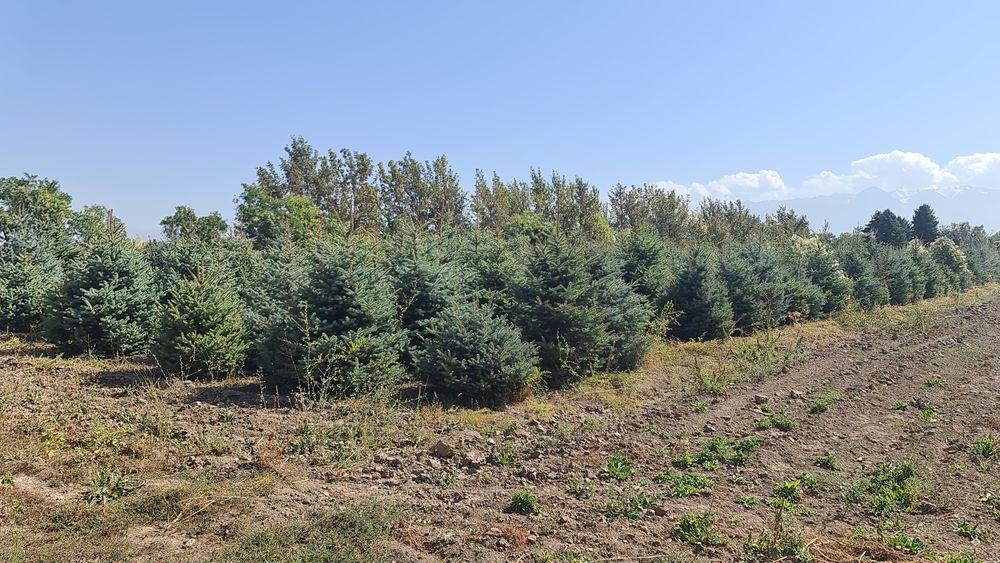 Елка,ели зелёные,сизые и голубые